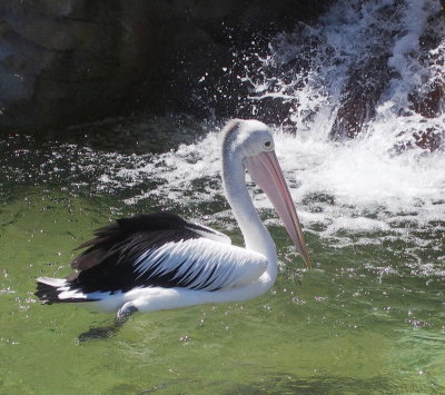 Pelican with man-made waterfall