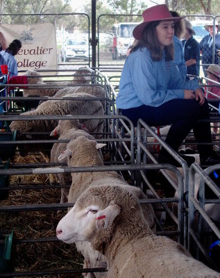 A School of Sheep