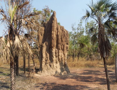 0131: Termite mound