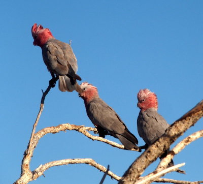 0720: Three galahs