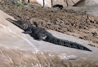 0949: Freshwater crocodile