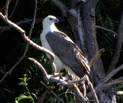 0624: White-bellied sea eagle