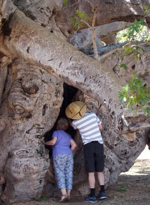 1051: Inspecting the interior of a very large boab tree