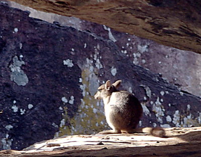 0154: Wallaby in rock shelf
