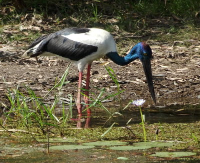 0575: Jabiru feeding