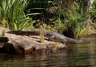 0008: Freshwater crocodile leaving