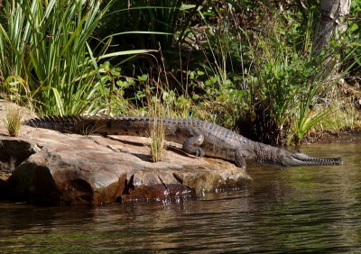 Freshwater crocodile retreating