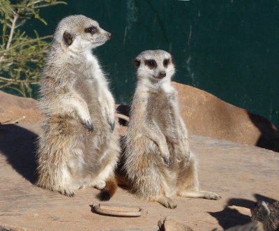 Two meerkats