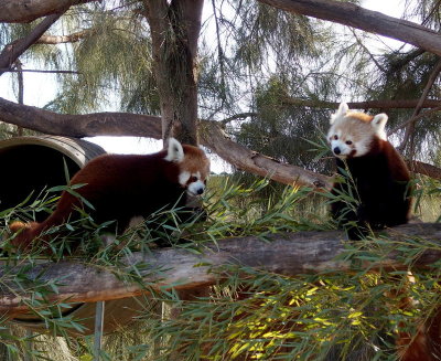 Two red pandas