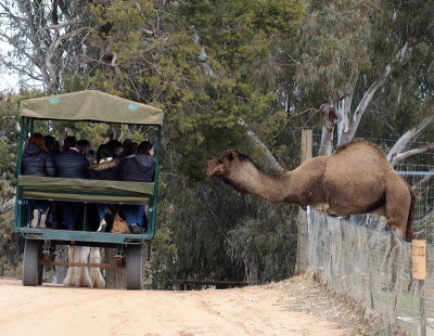 Camel seeing off zoo visitors