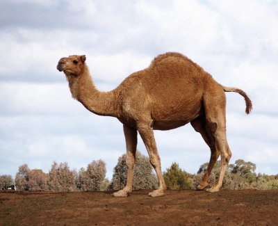 Best camel