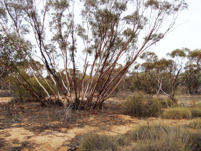 On the Mallee Walk
