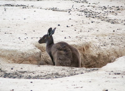 Kangaroo finding water