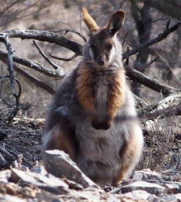 At a stop, just for photographing this wallaby
