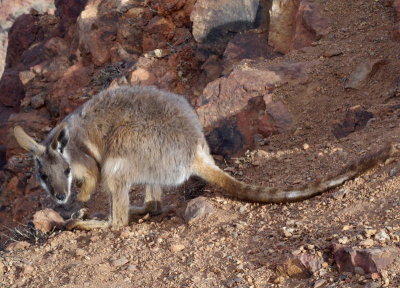 Lone wallaby