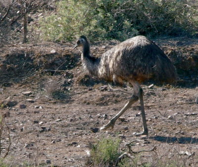 Emu treading carefully