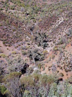 Vegetation patterns in a dry watercourse