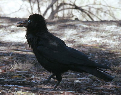 Raven  1