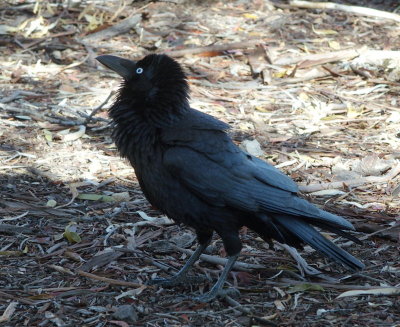 Raven  2
