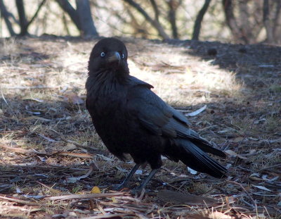 Raven  3