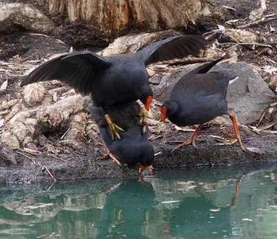 Mating moorhens