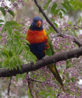 Lorikeet in my white cedar tree