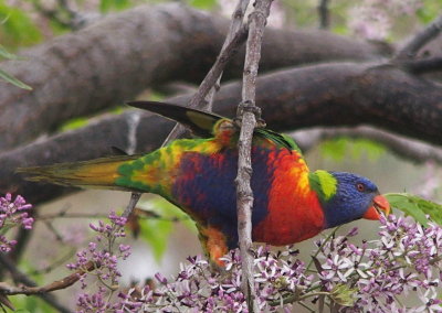 Lorikeet in my white cedar tree