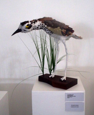 Jane Gillings: Bush stone curlew
