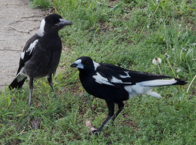 Magpies  mother and juvenile: 1