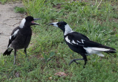 Magpies  mother and juvenile: 2