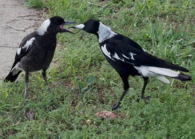 Magpies  mother and juvenile: 3
