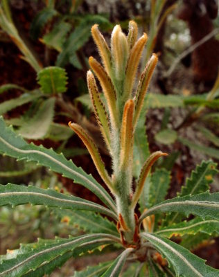 New growth on Banksia aemula
