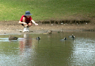 Feeding the ducks and coots
