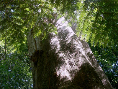 Giant Brown Barrel tree