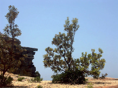 Banksias on a cliff edge
