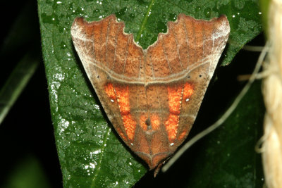 Scoliopteryx libatrix The Herald Roesje 