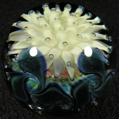 Conjoined Anemone Size: 1.77 Price: SOLD 