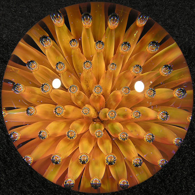 Golden Anemone Size: 1.75 Price: SOLD 