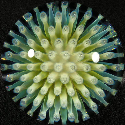 Bluedrop Anemone Size: 1.82 Price: SOLD