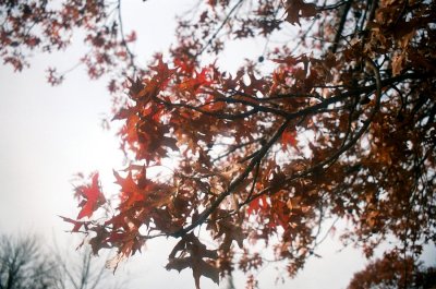 pellix012.JPG