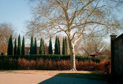 Adams by Leidolf at Missouri Botanical Garden, January 2018