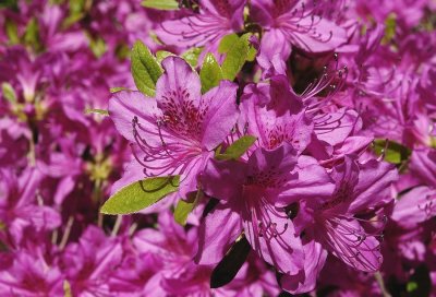 Missouri Botanical Garden Blooms