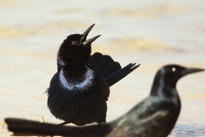 grackle