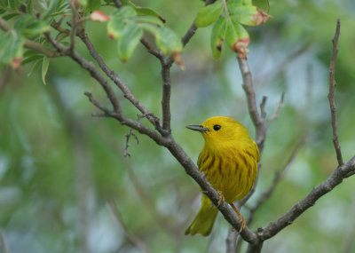 yellow_warbler