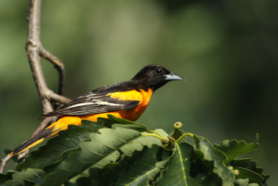 baltimore_oriole