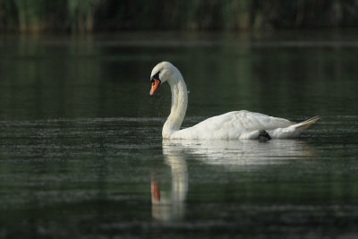 swans