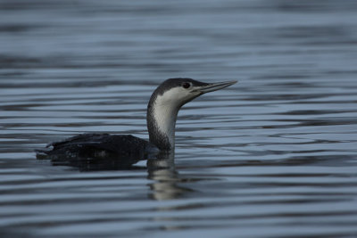 red-throated_loon