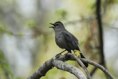 catbird