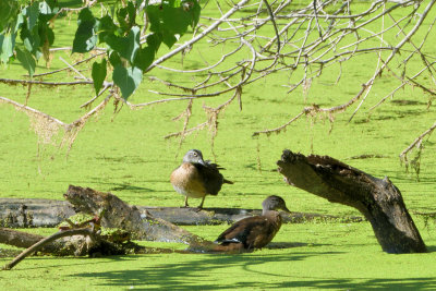 Canard branchu, femelles, et Tortue peinte