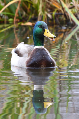 Canard colvert